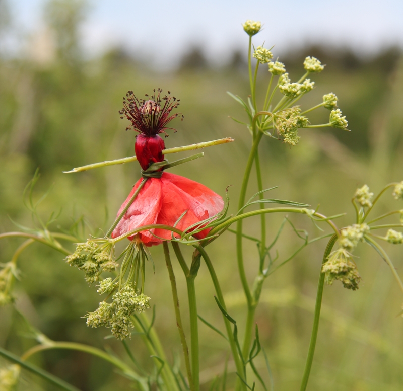 Poupée de coquelicot, photo S. Lemonnier
